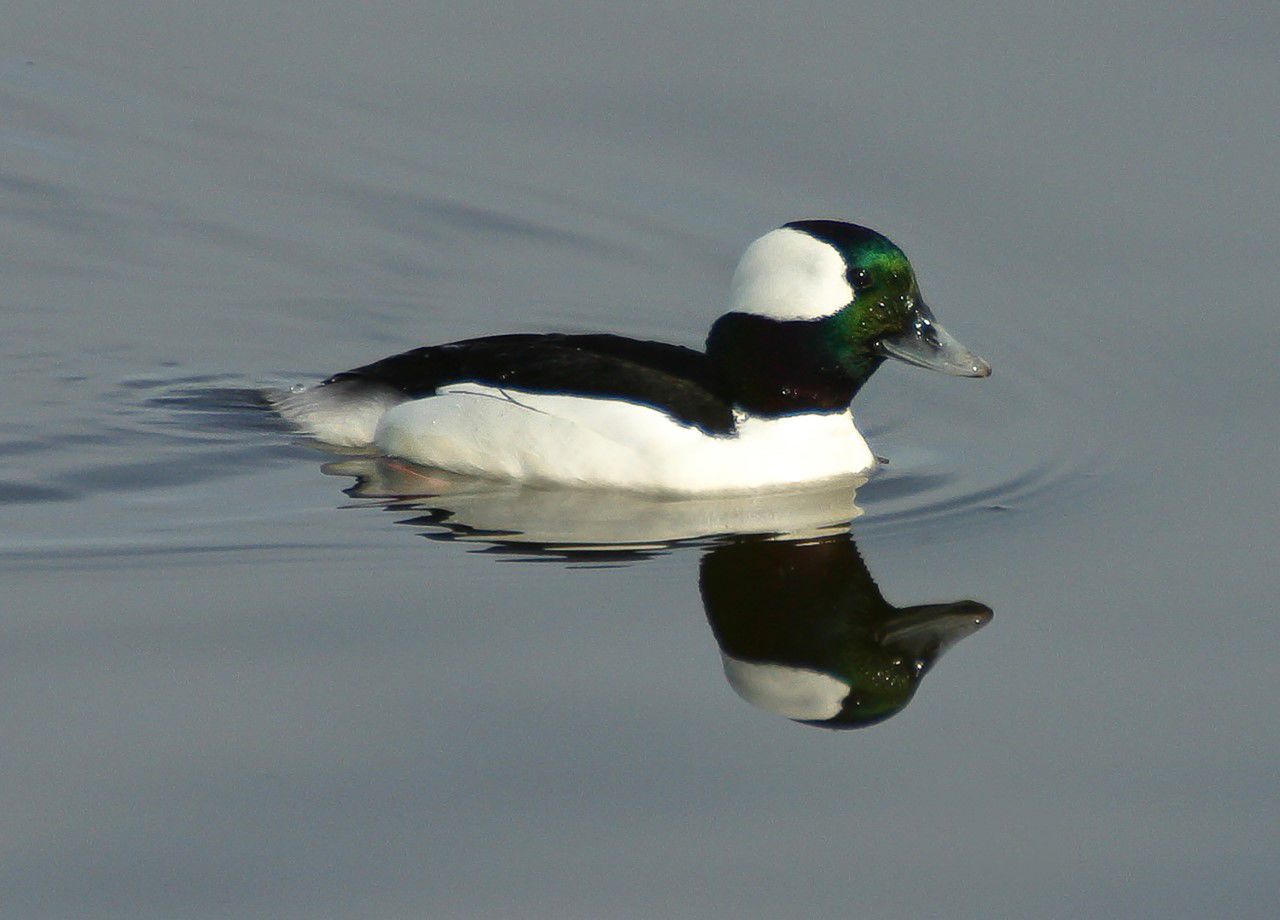 Bufflehead